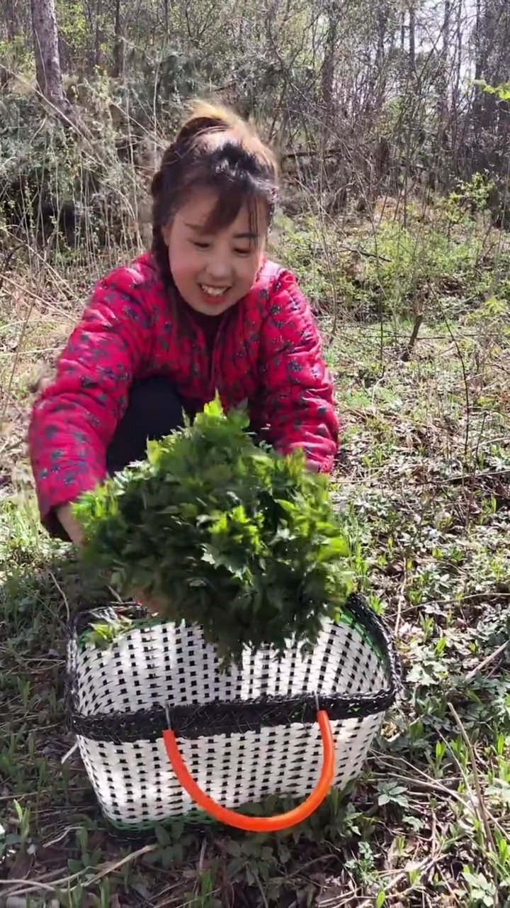 东北媳妇给婆婆做的晚饭,去山上摘了野芹菜,绞点肉馅包野菜饺子,婆婆就喜欢吃这口