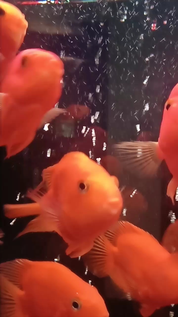 红红火火