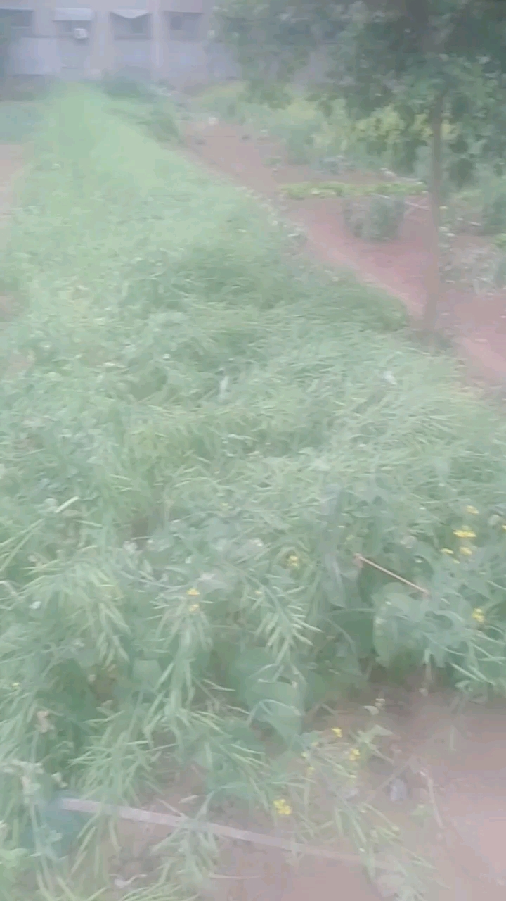 油菜熟了