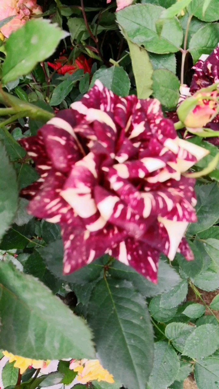 长沙临江鱼馆的月季