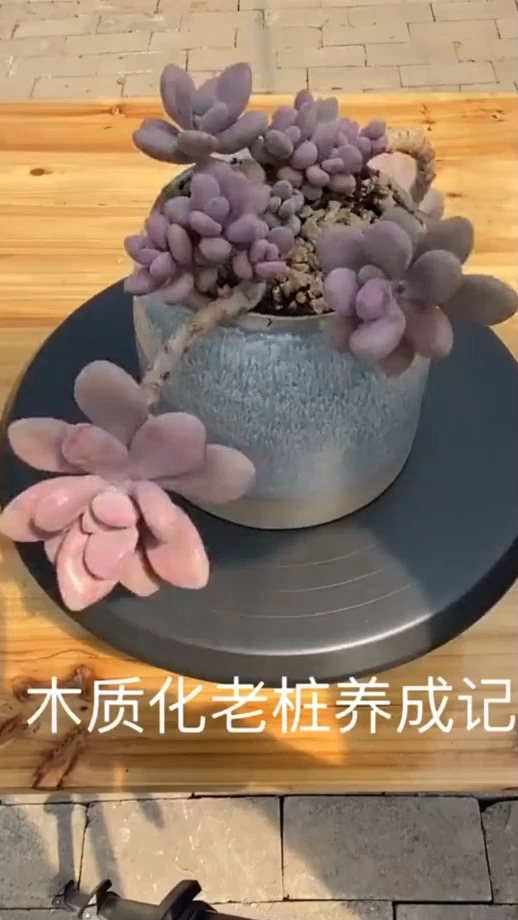 多肉植物 教你如何把桃蛋快速养成木质化老桩