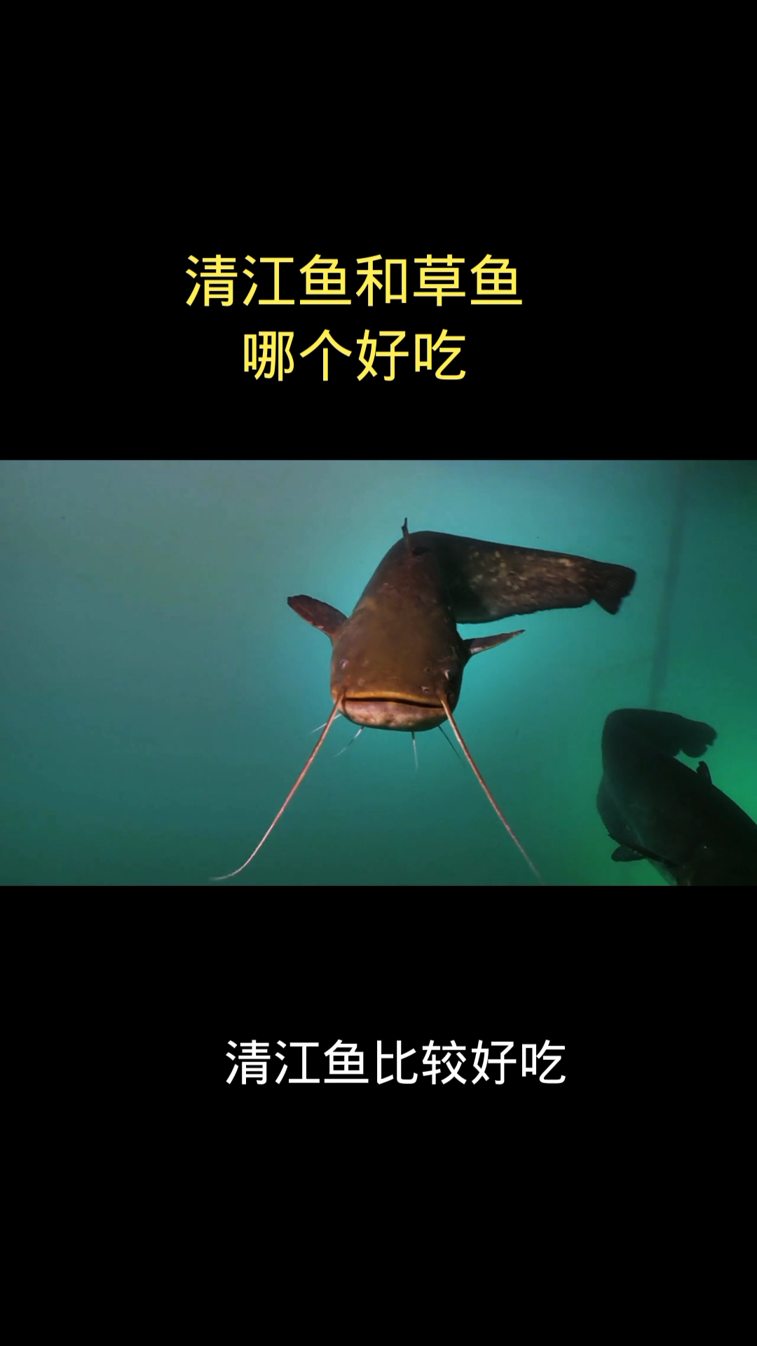 清江鱼和草鱼哪个好吃