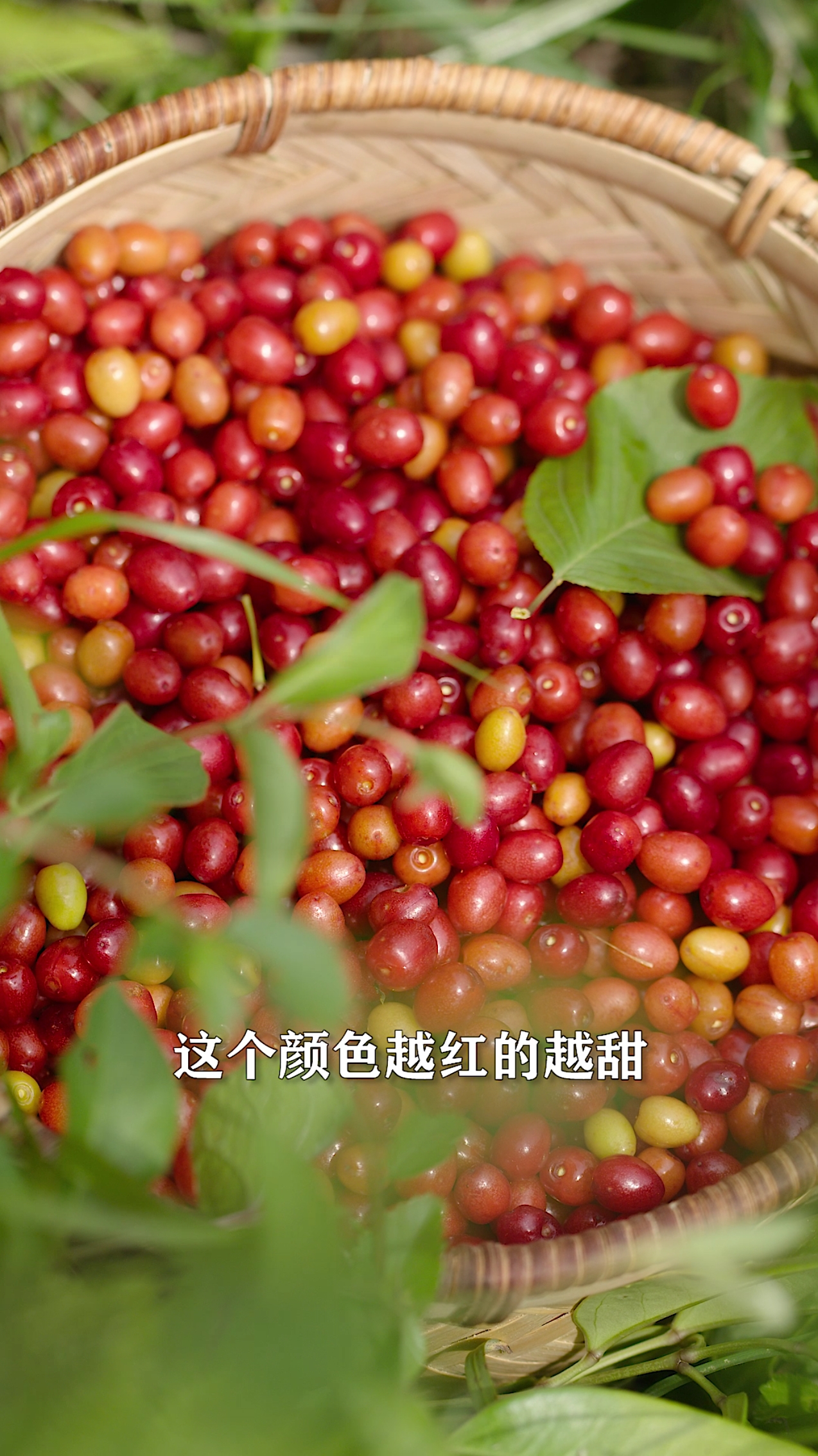 #自制美食#五一假期，山里的野小樱桃成熟了，熬一罐樱桃酱，搭配面食和甜品都特好吃