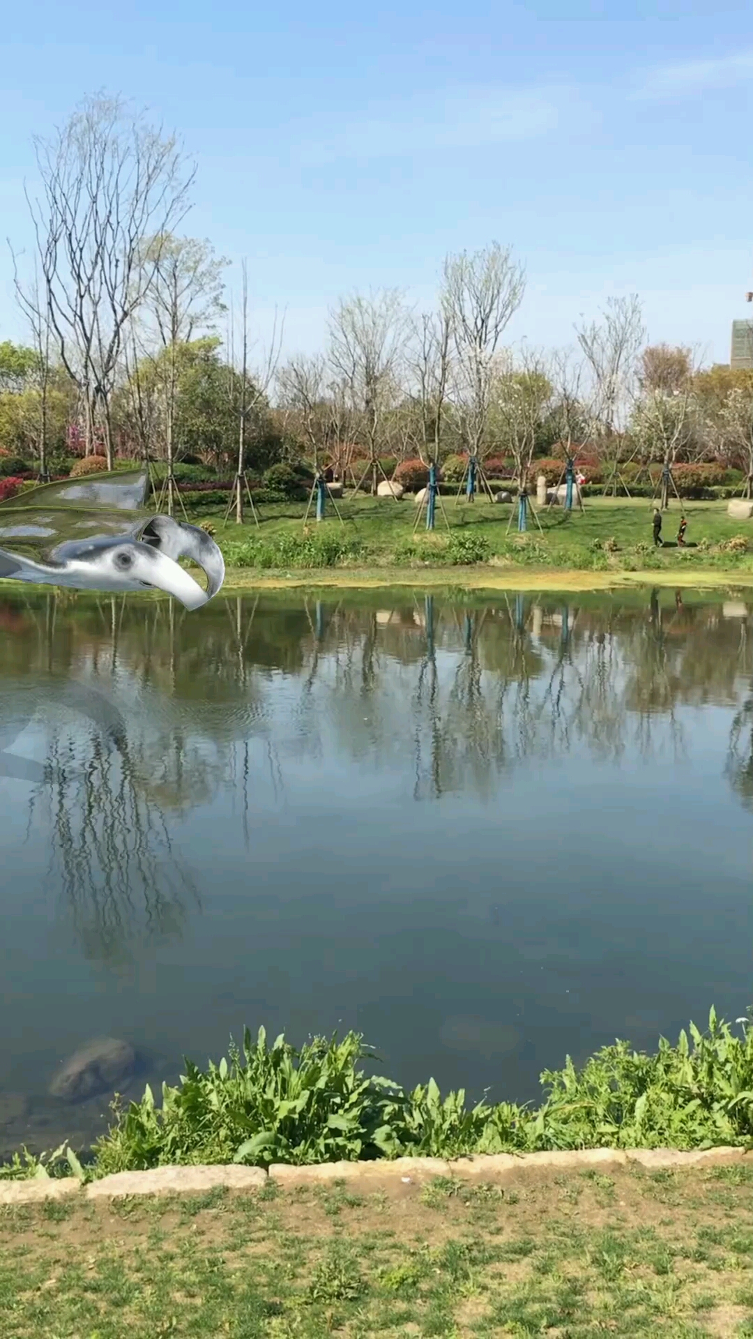 这是不是传说中得魔鬼鱼看上去像只蝙蝠