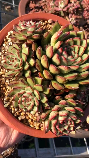 #多肉植物#相府莲锦 