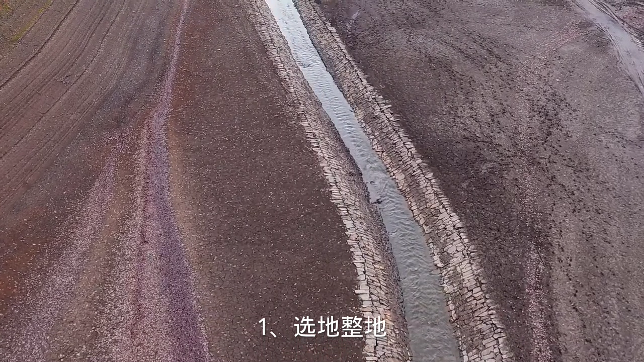 龙牙白菜种植方法