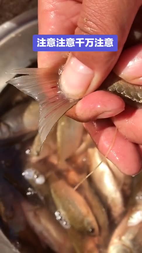 野生鲫鱼尾巴里隐藏着好多寄生虫一定要谨慎