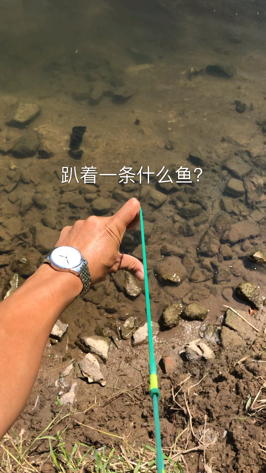 这种鱼很多人没见过