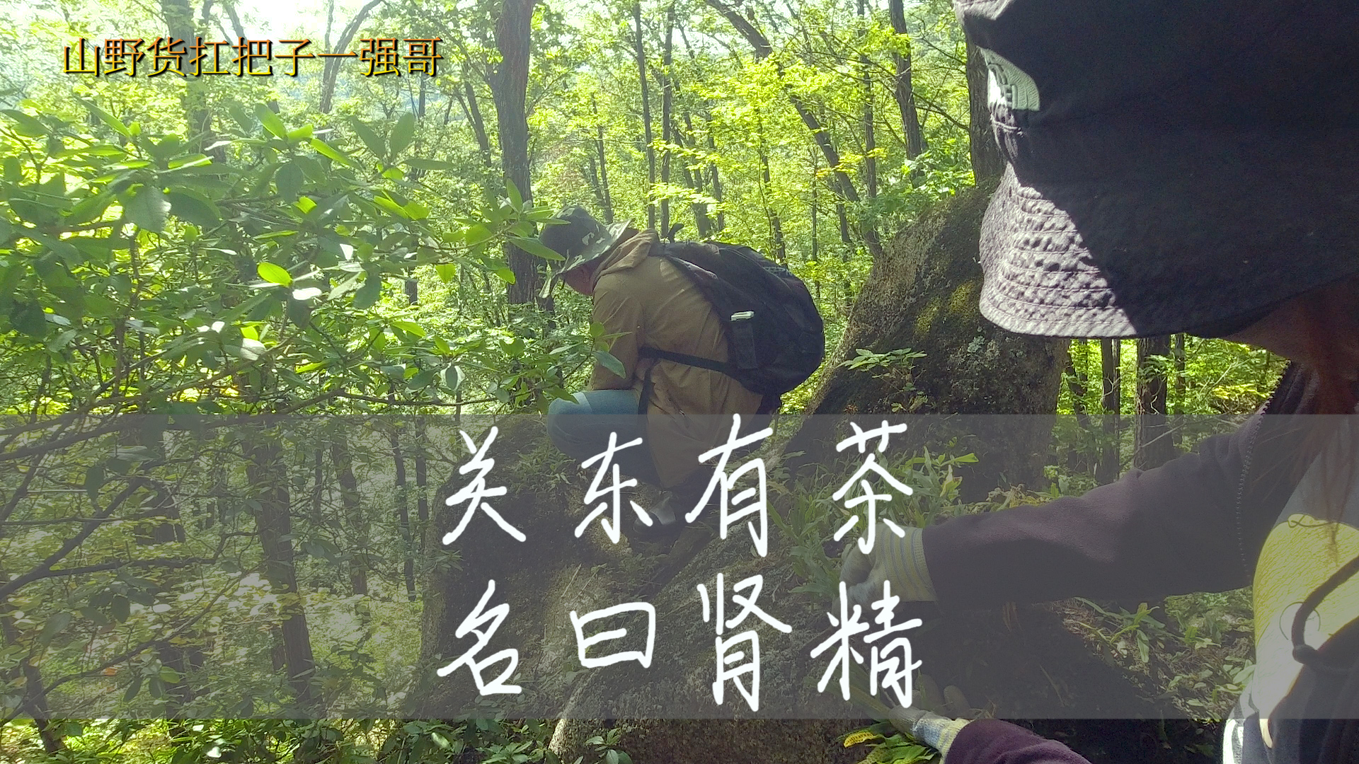 东北悬崖上长满了一种野草,能卖几百元一斤,是关东有名的肾精草