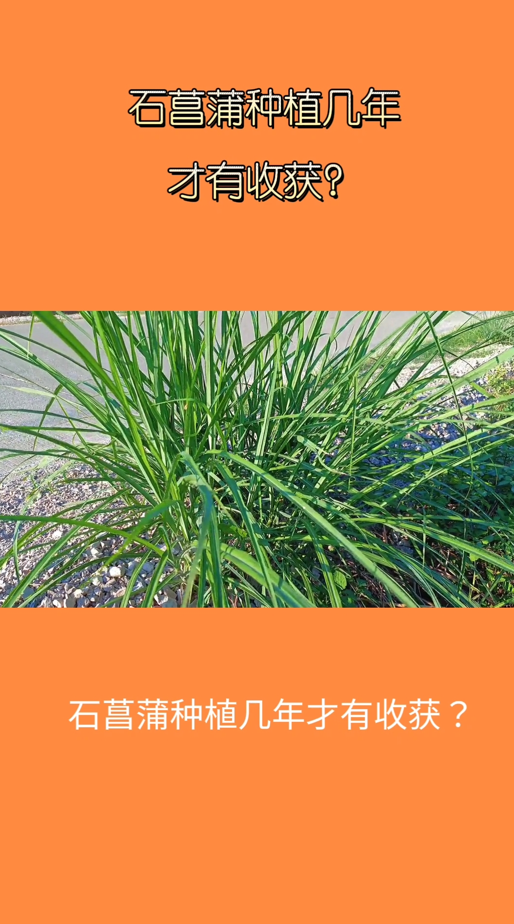 石菖蒲种植几年才有收获,我来告诉你吧!