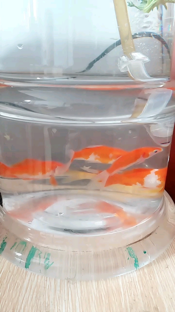 我的锦鲤鱼 