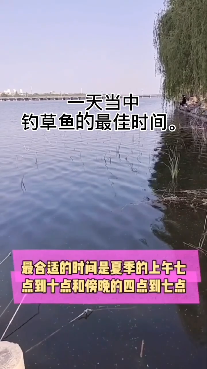 一天当中钓草鱼最佳时间?