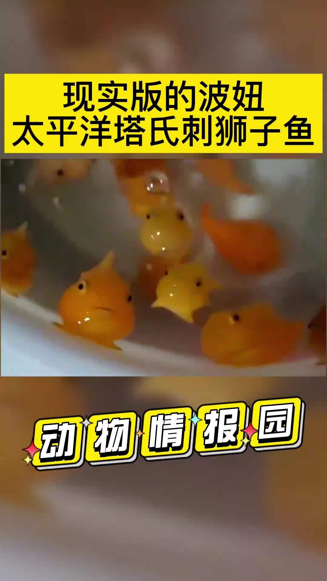 现实版的波妞,在日本被称为气球鱼