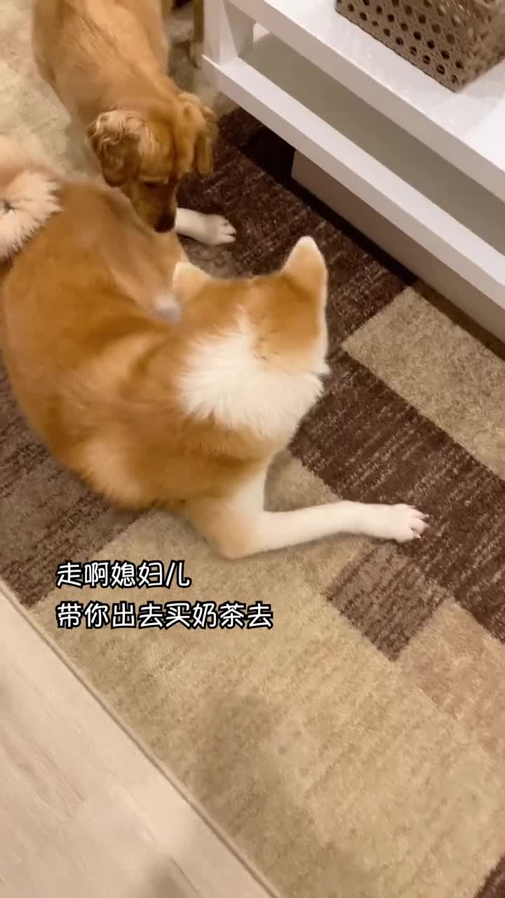 我们的移动奶茶店!