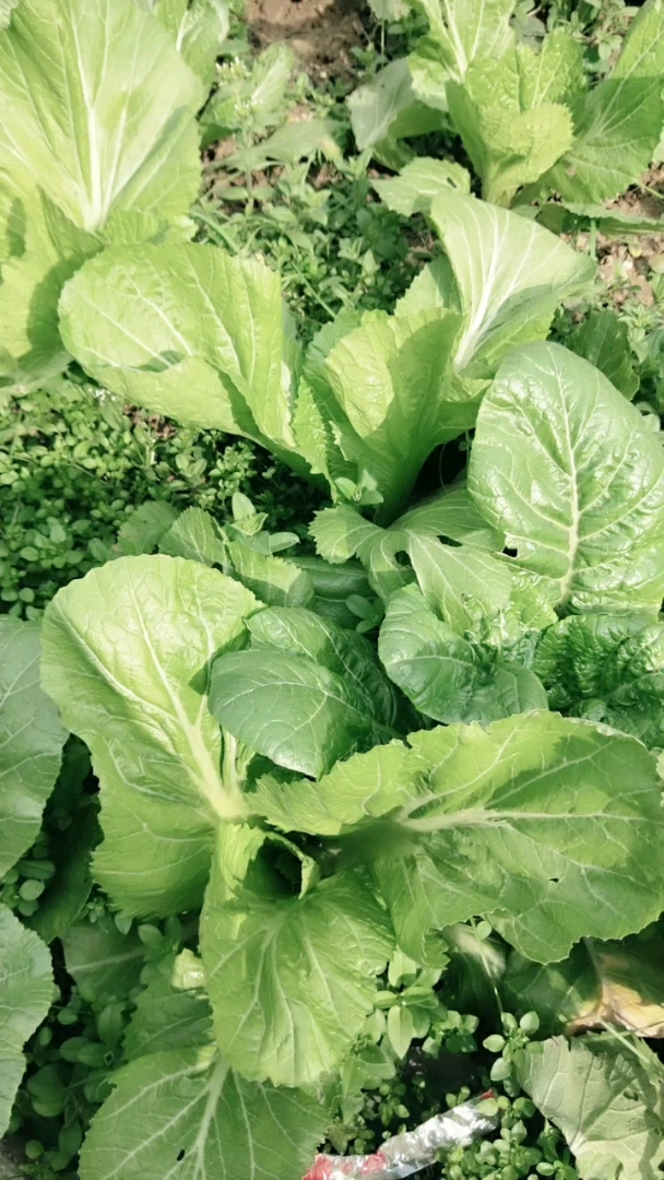 纯天然蔬菜