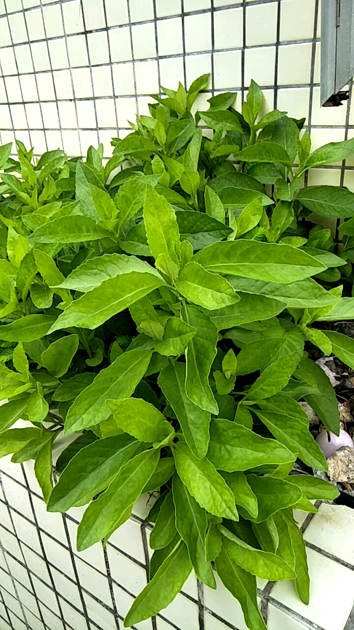 纯天然的下汤菜