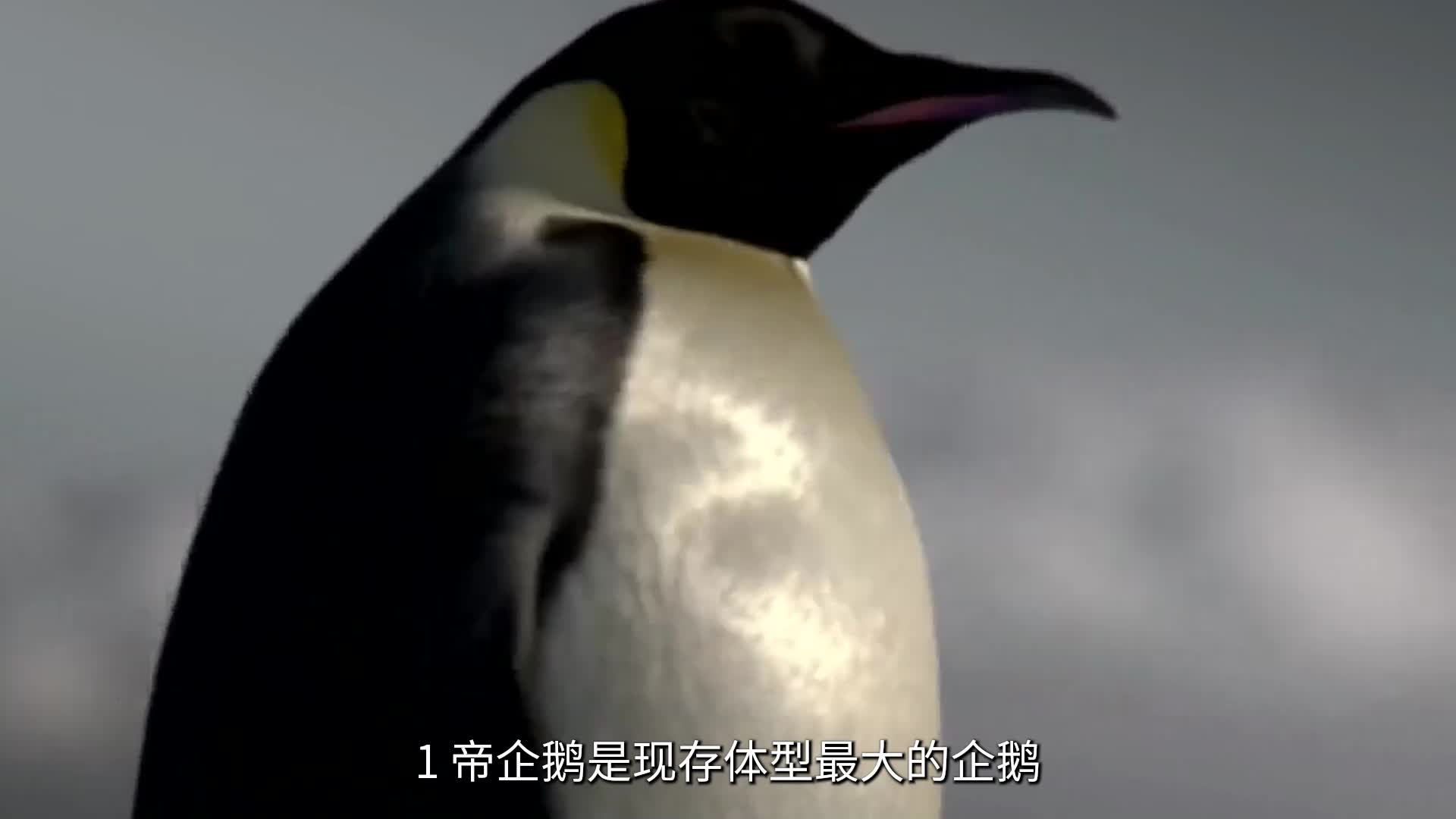 关于帝企鹅的13个事实