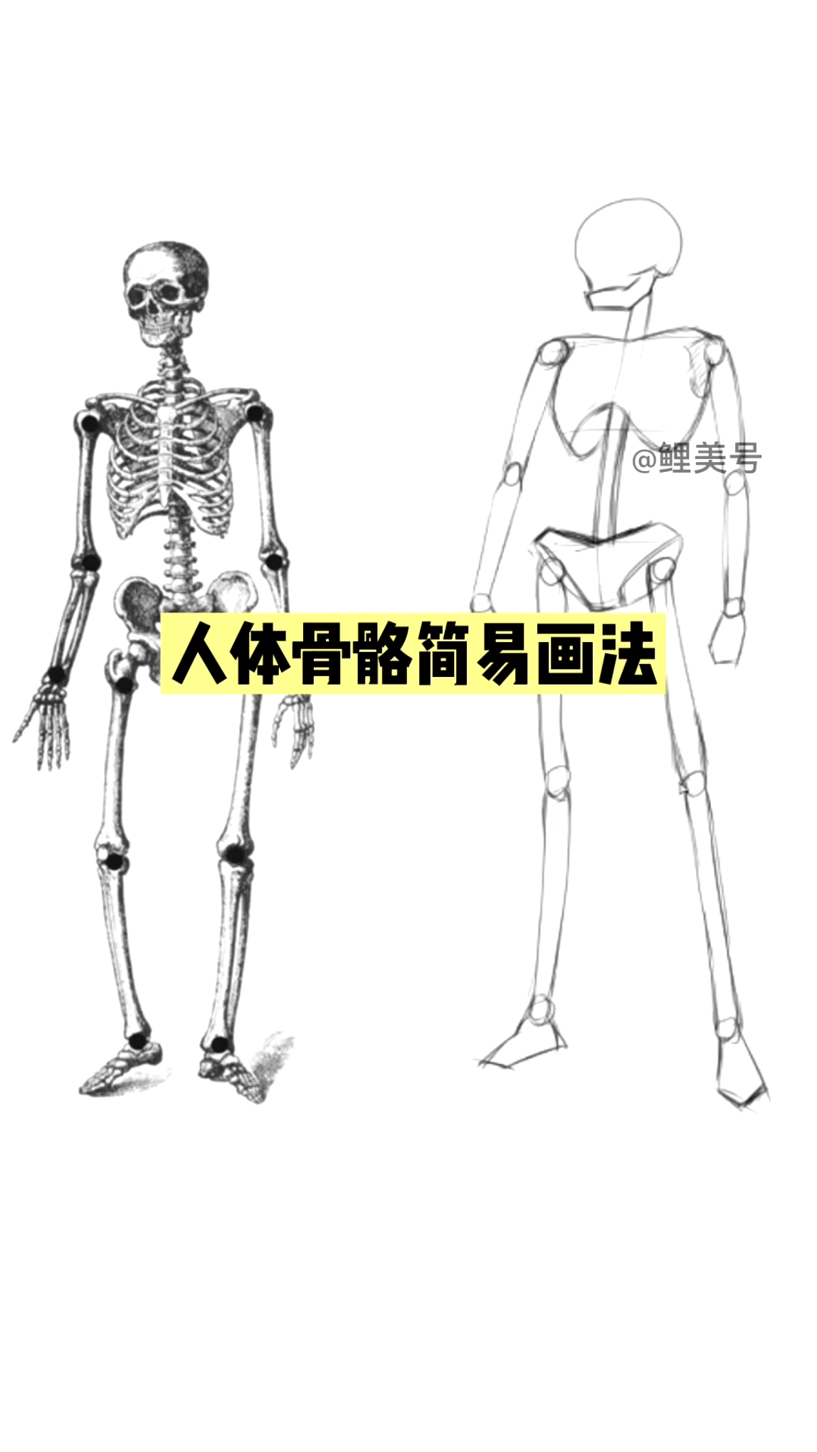 #素描基础##动漫人物基础教学#人体骨骼结构简易画法