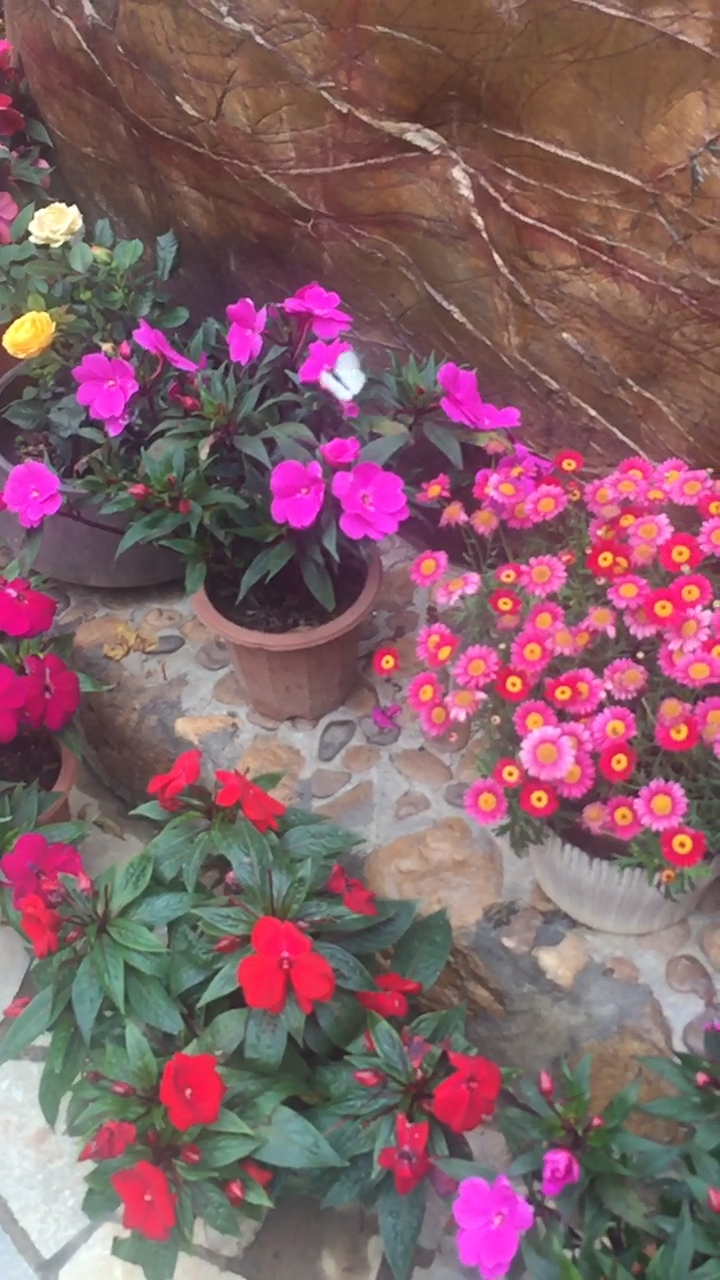 真实版的蝶恋花