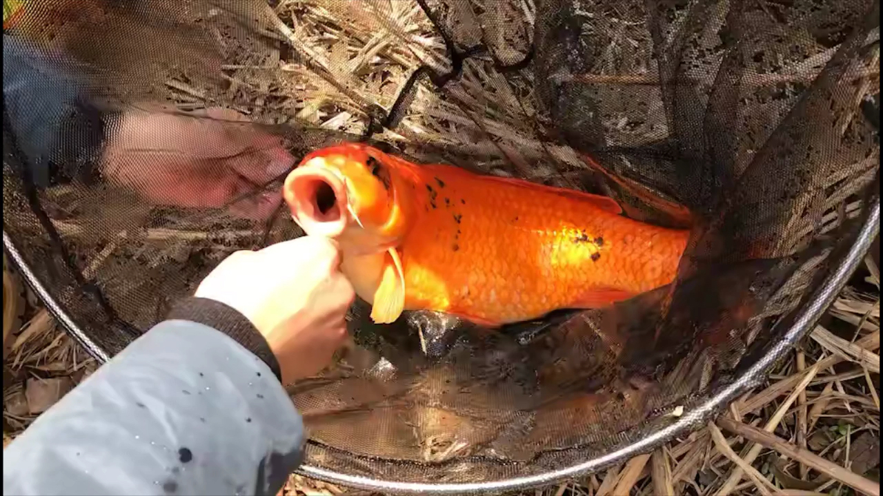 惊呆了,去山顶水库钓鱼,没想到能钓到这个,点开视频点赞的2020都走好运