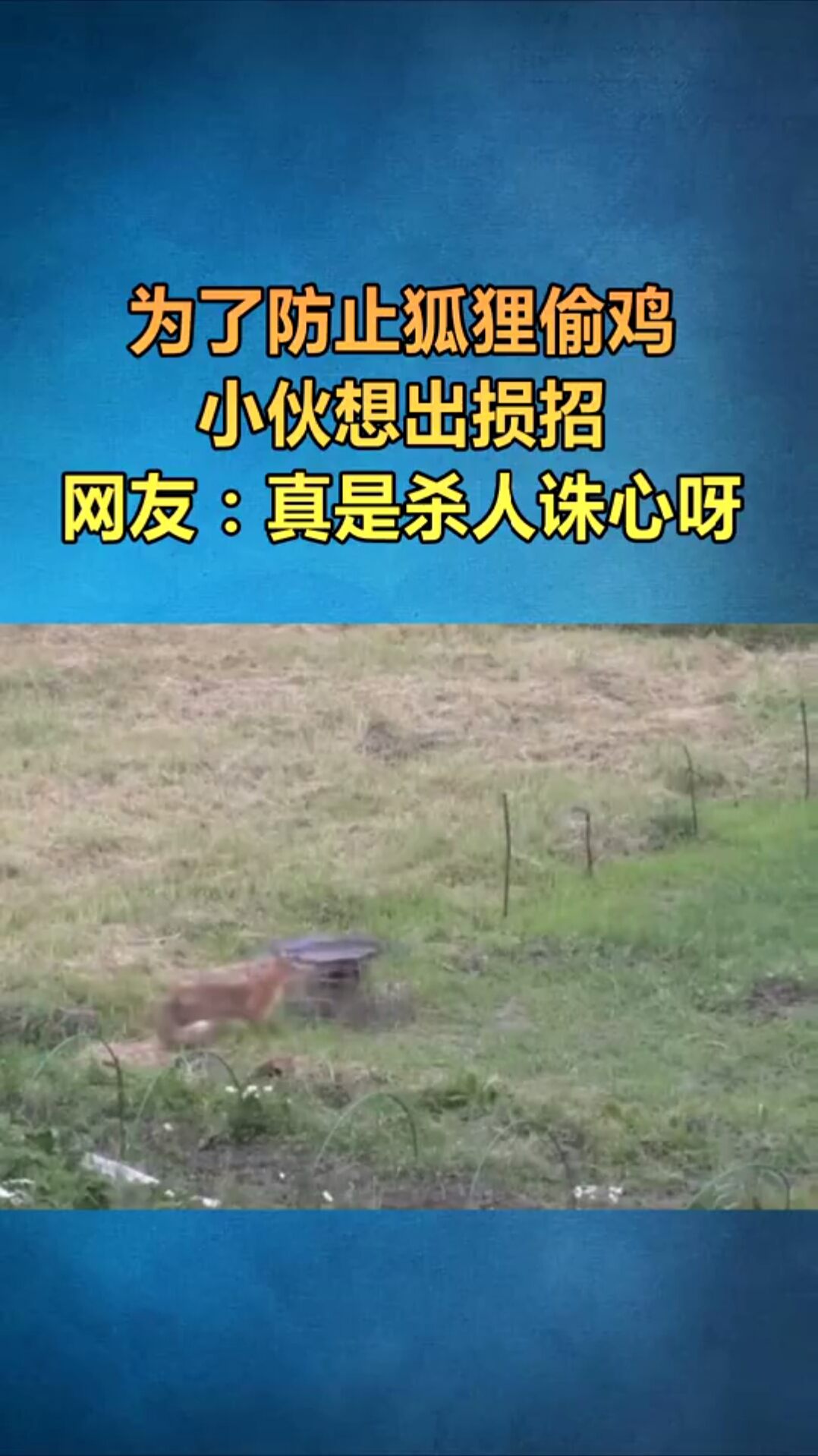 为了防止狐狸偷鸡,小伙只能这样做了