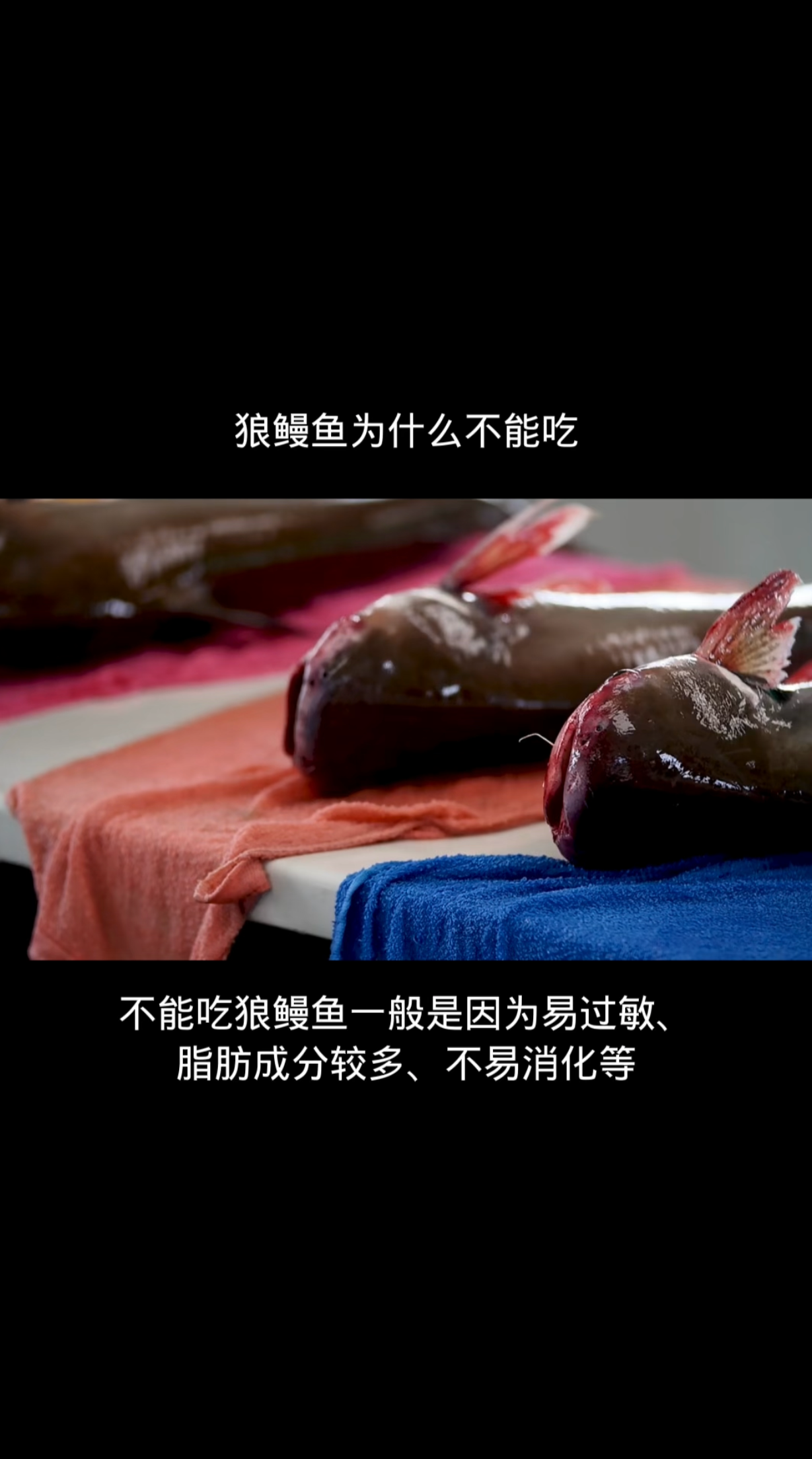 狼鳗鱼为什么不能吃