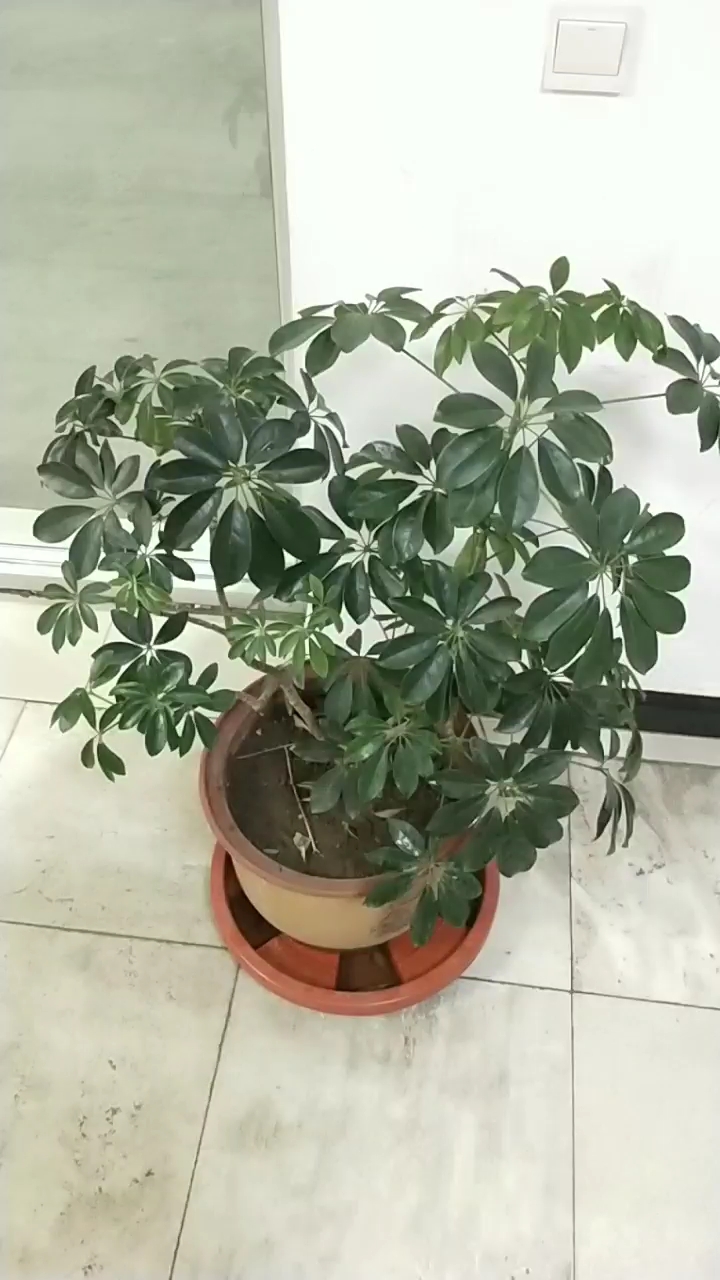 #全民正能量#猜猜这是什么花