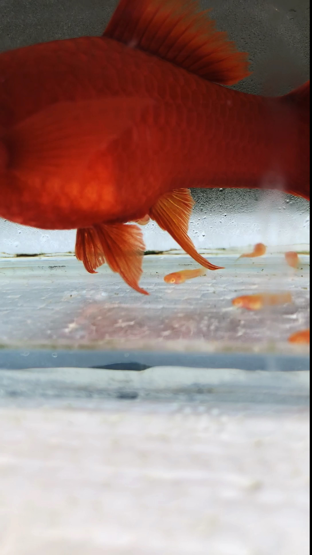 燕尾红剑鱼