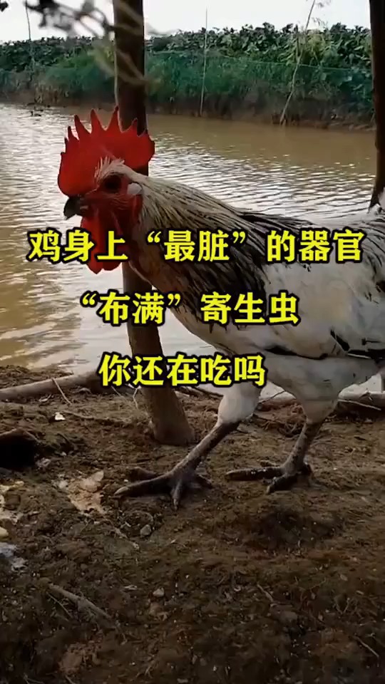 鸡身上“最脏”的器官,“布满”寄生虫,你还在吃吗?