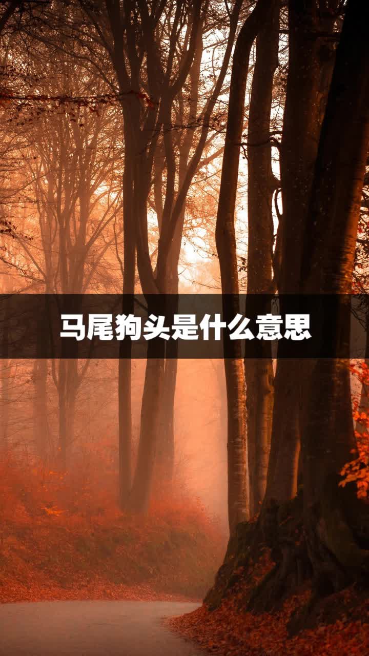 马尾狗头是什么意思