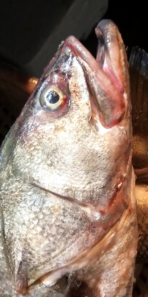 野生海鲈鱼
