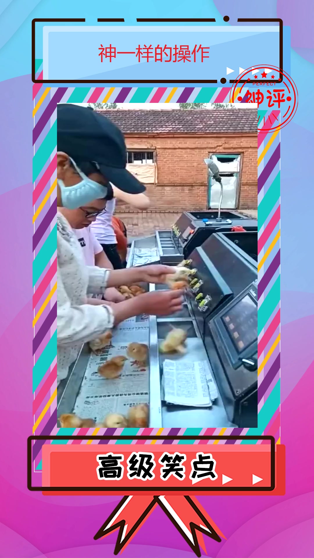 #搞笑#好心疼这些小鸡仔还要切嘴巴太残忍了