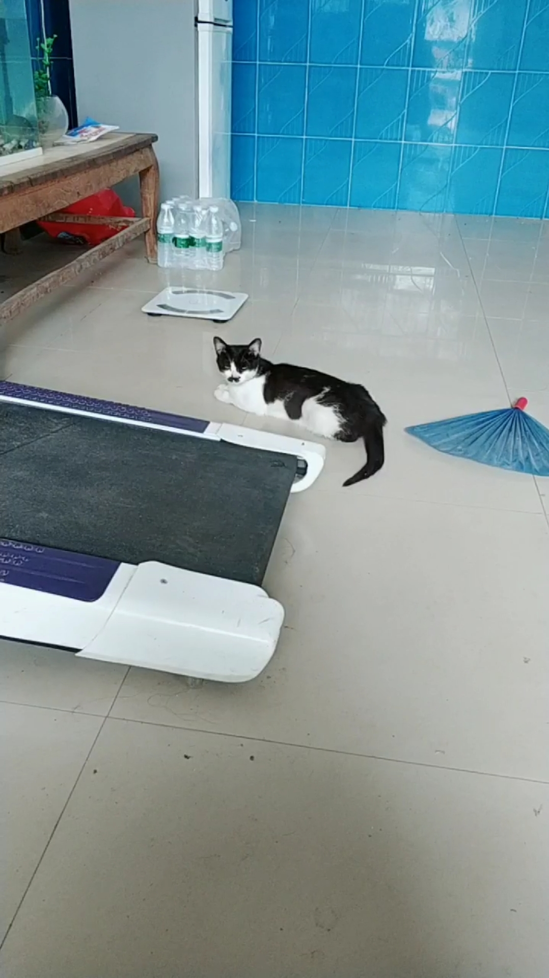 大花猫天天趴到鱼缸这看鱼儿游泳