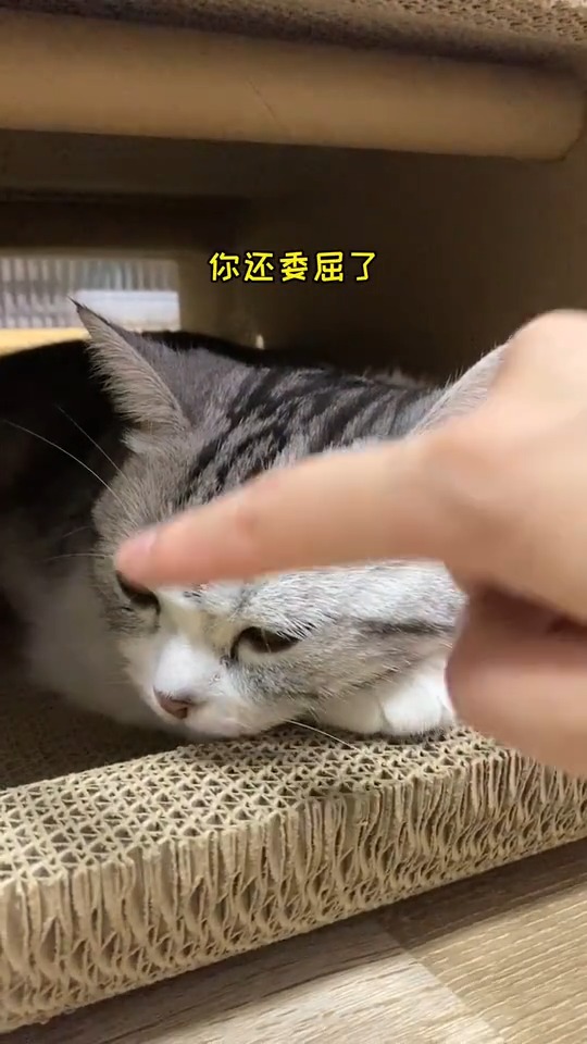 两猫相遇必有一怂今日份的奶凶王泡芙