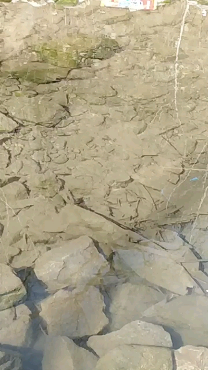 小鱼白鸭