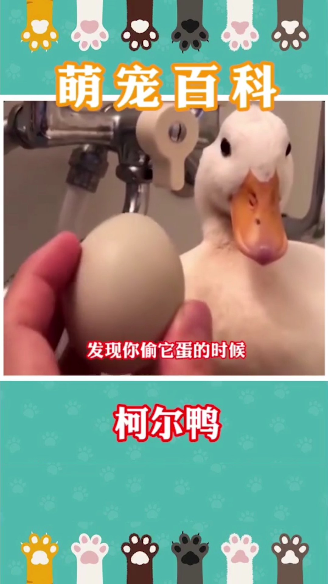 据说王思聪就养了一只