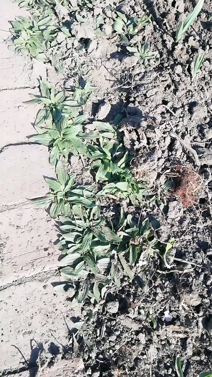 野菜