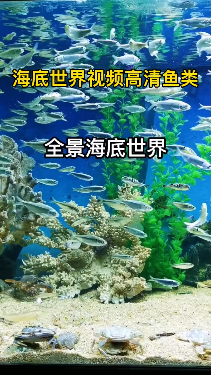 海底世界视频高清鱼类
