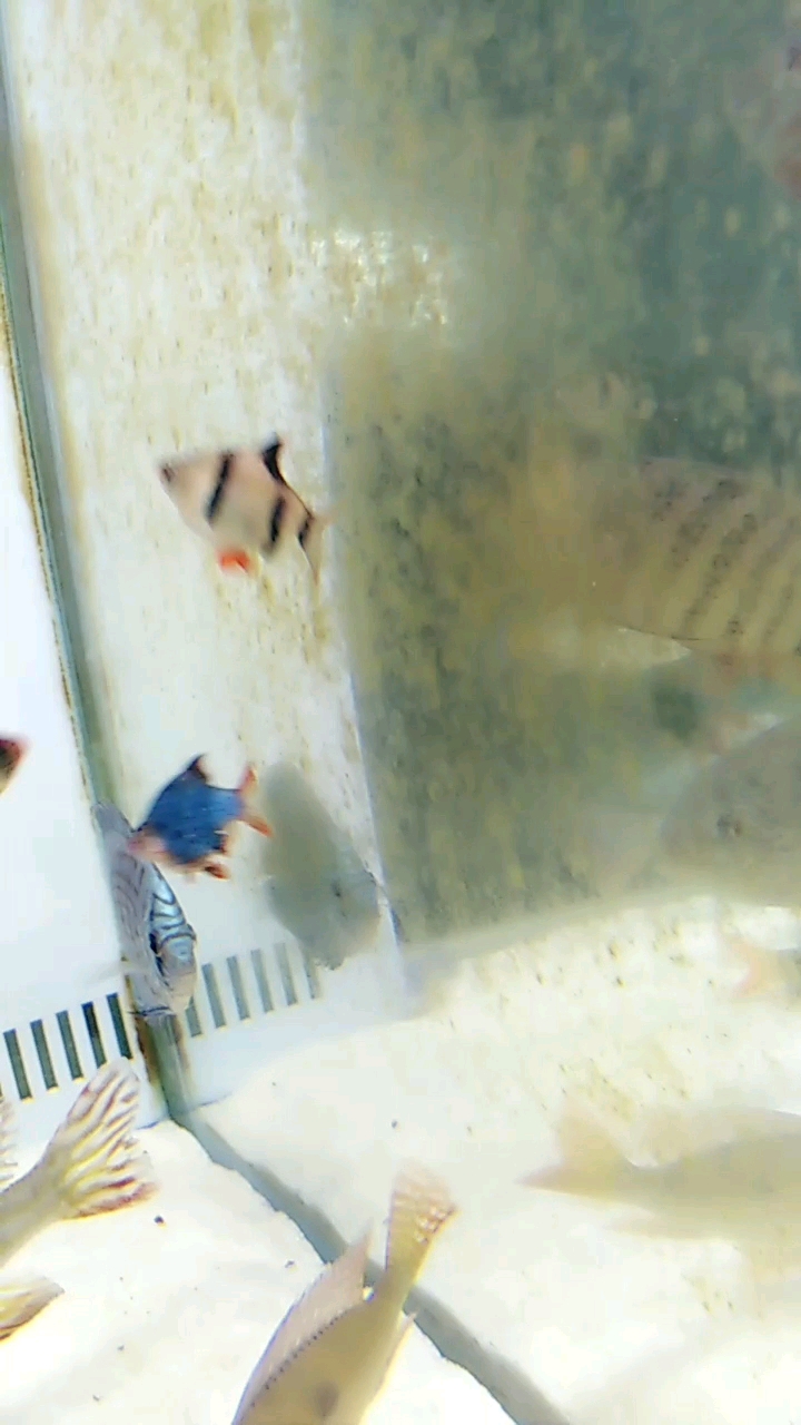 这个是小型热带鱼,叫虎皮鱼,有好多颜色,3纹虎皮,蓝虎皮,红虎皮,金虎皮,