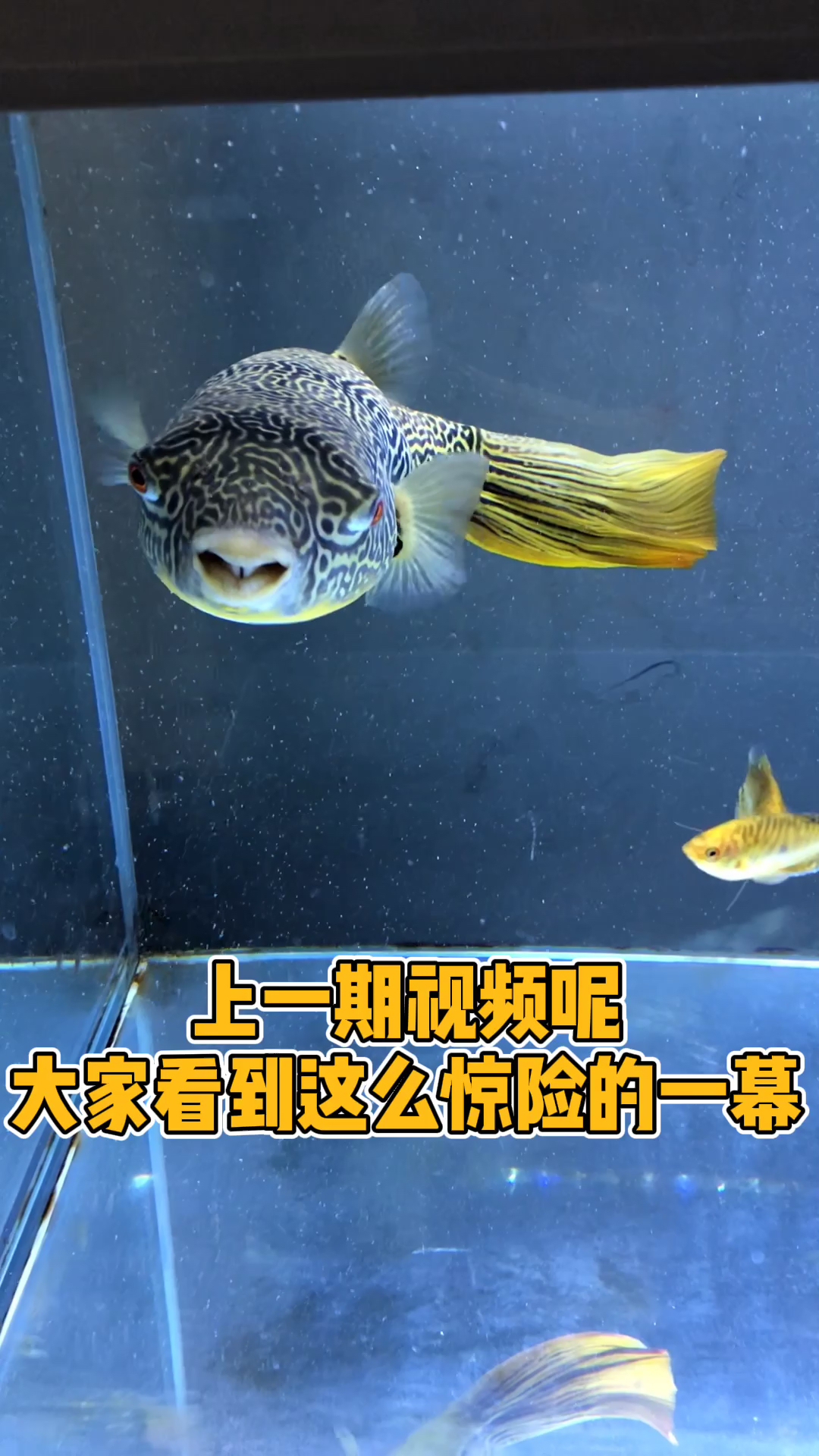 胖哥真的是一条非常可爱的小豚,表情丰富,水中二哈