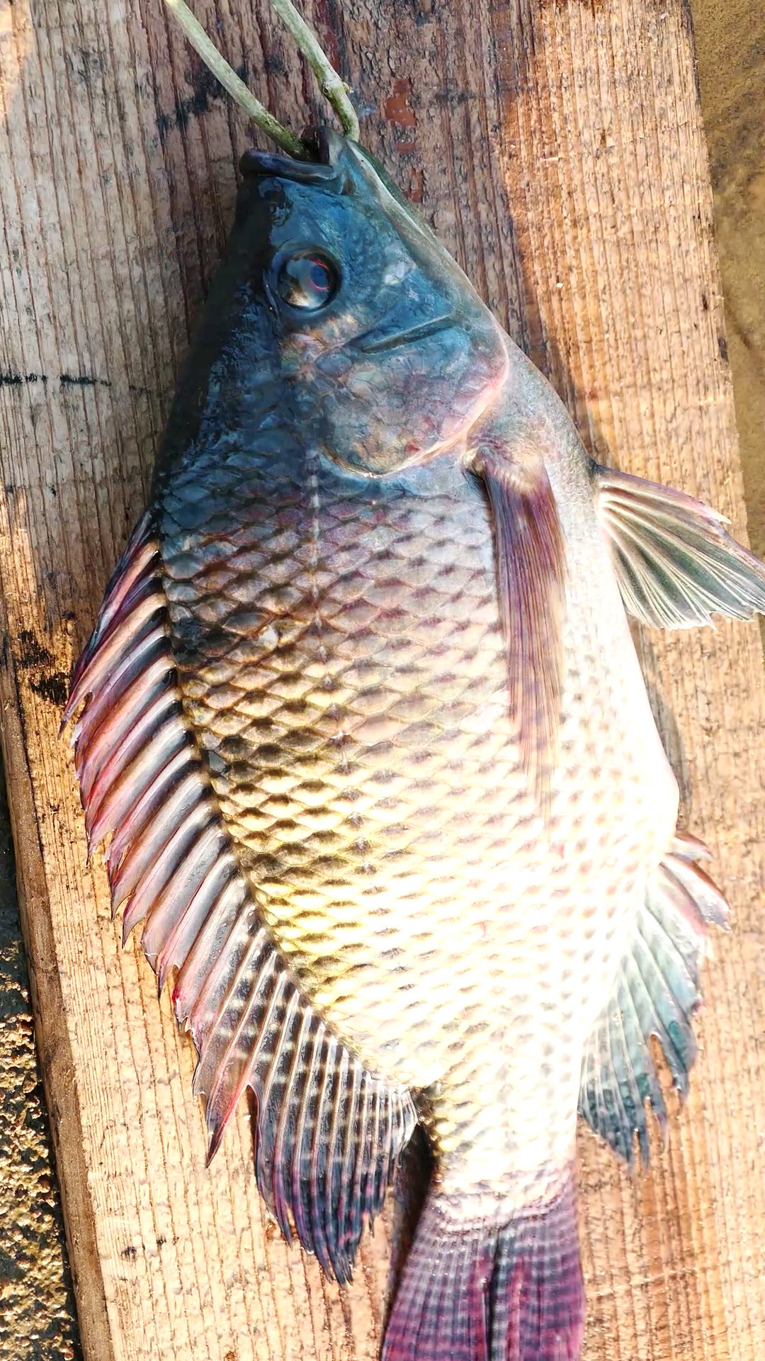 #家乡特色美食#自己做的烤罗非鱼,肉嫩皮滑,非常的好吃