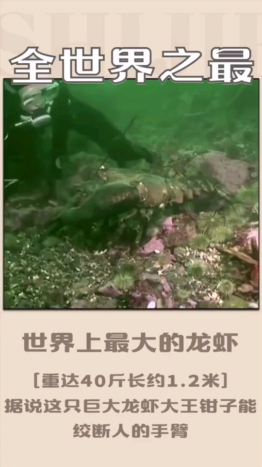 世界上最大的龙虾