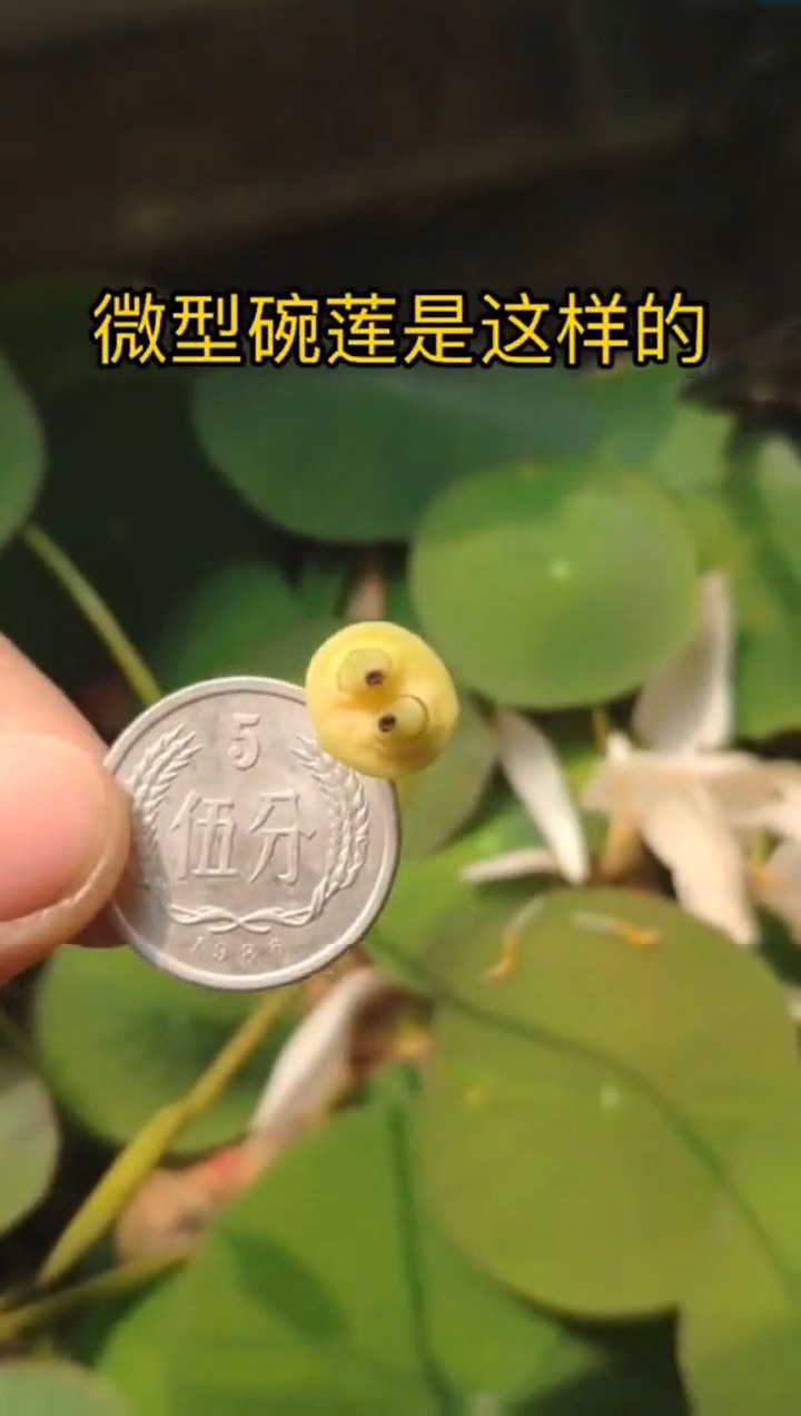 #娱乐#小时候的微型碗莲,长大后竟变成这样,这表情包值得收藏!