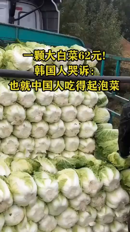 一颗大白菜元,韩国人哭诉,也就是中国人吃的起泡菜