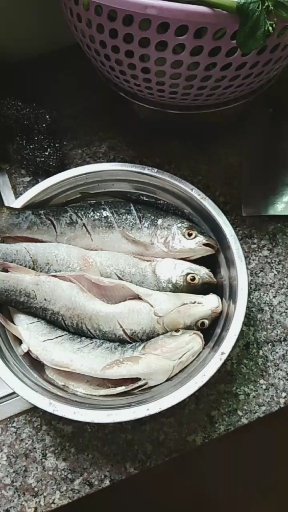 麟鱼走起