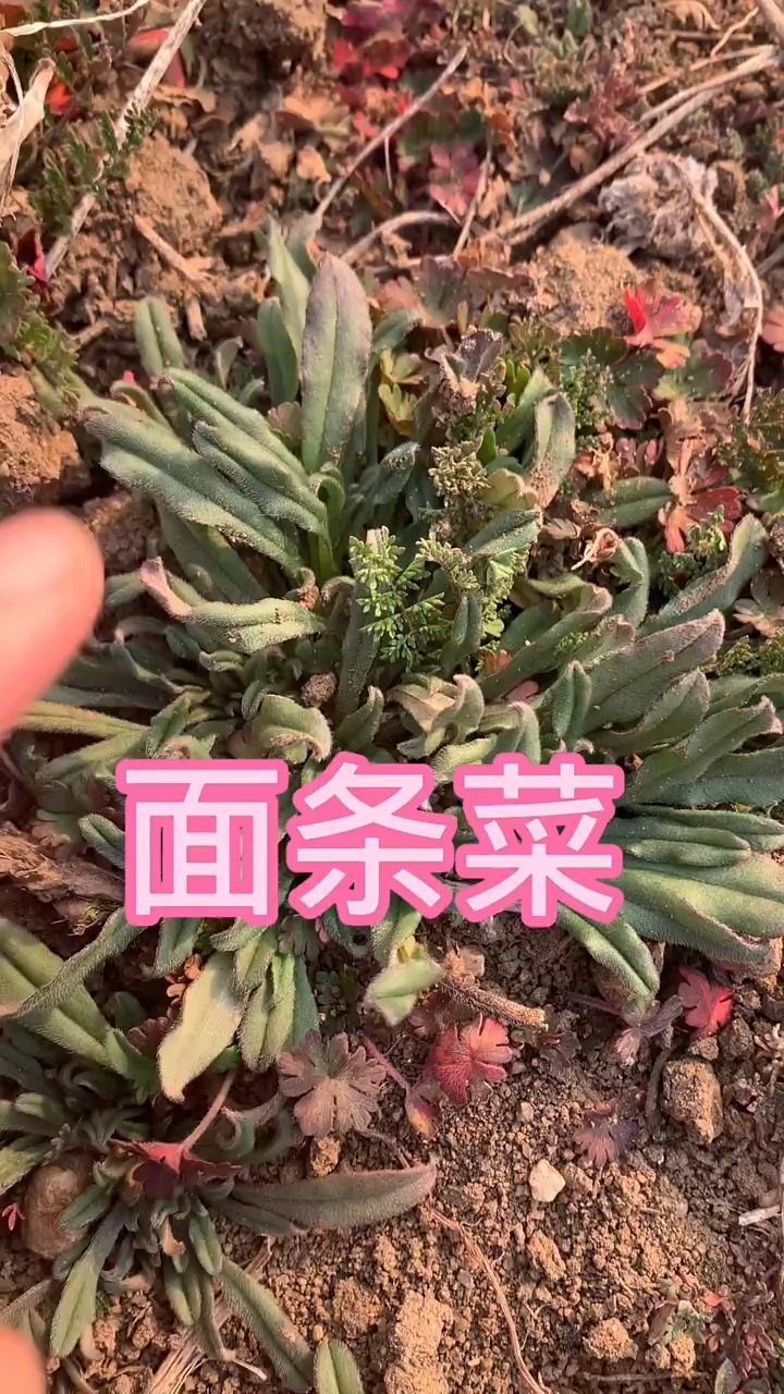 面条菜可以吃了!你们都怎么吃?