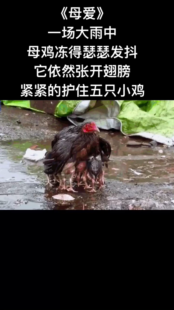 这就是伟大的母爱!!!