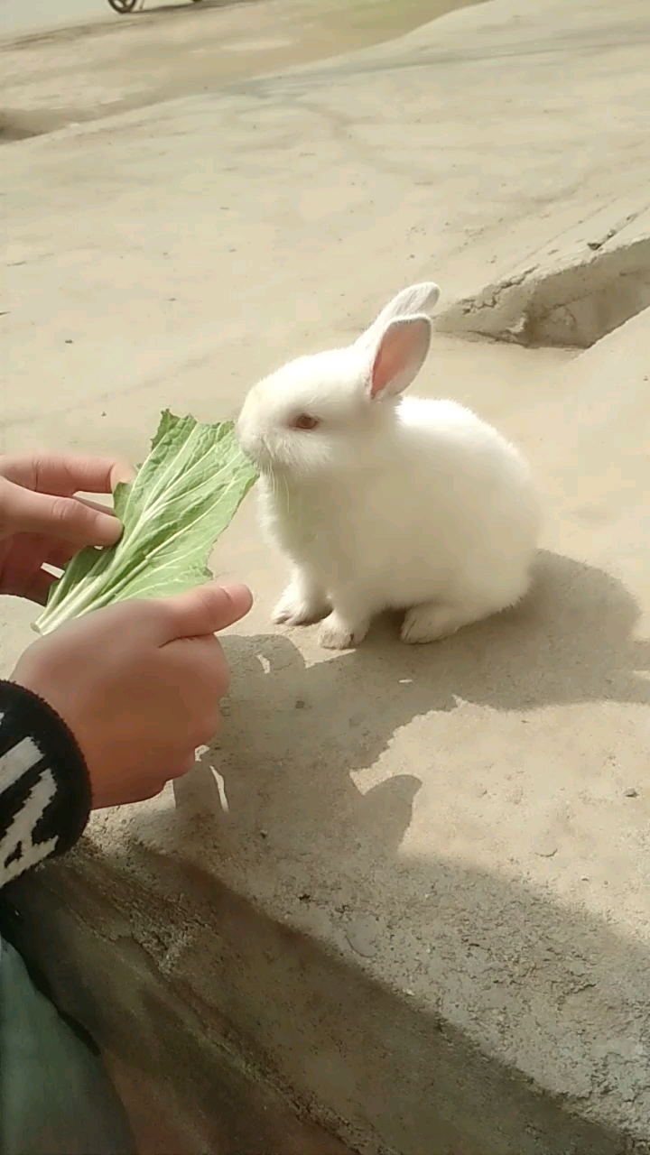 小兔子吃青菜