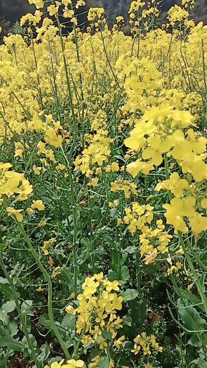 油菜花中的蜜蜂 