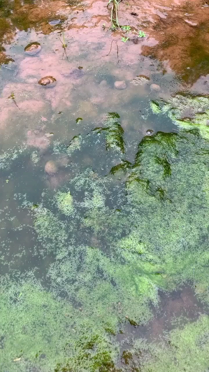 #农村#发现甲鱼出气孔